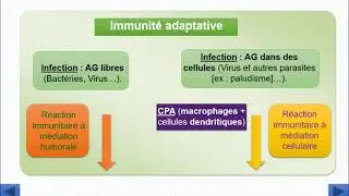 Les fonctions et les relations entre les cellules de l'immunité pour les 3AC