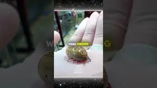 Nature's Little Cleanup Crew 🐦‍⬛
