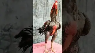 Mandi Pagi 