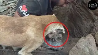 Rescue The Puppies Buried In The Ground| Rescue Animals Official-ARO