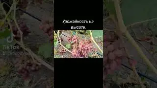 МУСКАТНЫЙ ВИНОГРАД  на моем участке.