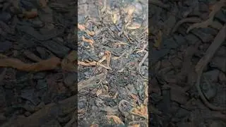 70% моїх підписників - молодші за цей чай✅