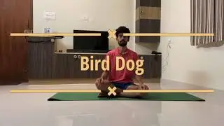 Bird dog exercise