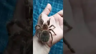 Машенька на прогулке. Толстая и мохнатая попа! /lasiodora parahybana