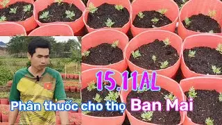 15.11al Chăm sóc phân thuốc cho thọ ban Mai(Thọ Pháp) Phước Thêm