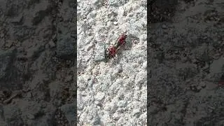 RED BEETLES on a CYPRUS ISLAND