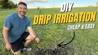DIY Above Ground Drip Irrigation - The Cheap and Easy Way!