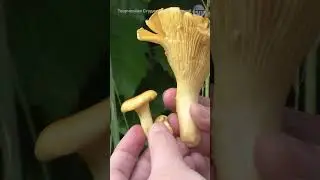 Chanterelles ordinary 