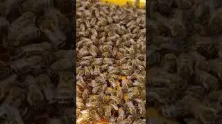 Матка пчел уничтожает соперницу #анатолийстрелец