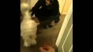 Cat vs Tape Wall version 1
