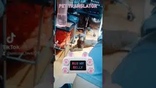 the pass i use to know a dream ll Dream ll TikTok