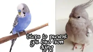 how to prevent birds from dying