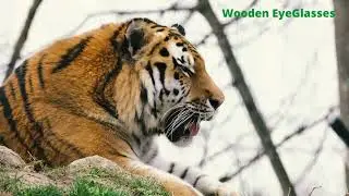 Tiger is a Great Guy | Episode – 03