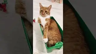 Для всех поклонников котнадзора😺😻 