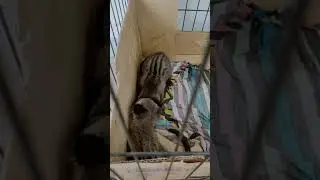 Musang pandan sejodoh