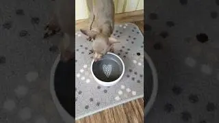 как я кормлю свою собаку?