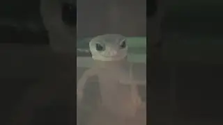 Эублефар Зефирка. Бесподобное лицо!