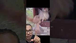 Coruja x falcão #bioaldemir