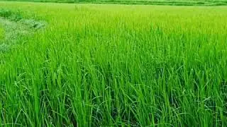 Nammuru malnad😍🥰💃