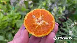 C.reticulata / tangerine Parson’s special мандарин / танжерин Парсон спешл