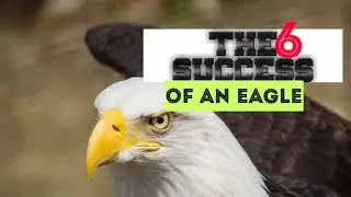 Life Lessons From An Eagle: 6 super life changing lesson from an eagle