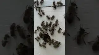Пчёлы разгулялись