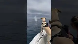 My dog was very excited to be surrounded by whales! #whale #viral #dog
