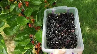 Бране на Черна Черница