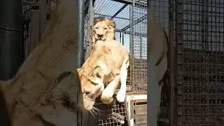 The lion came out of the cage