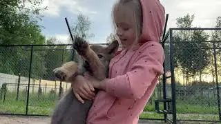 Извержение вулкана 🌋, опыт. Гуччи, Марха, Муром, Багира, Грозный-волчата♥️