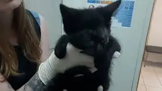 Как ей повезло! Мия, сняли швы!