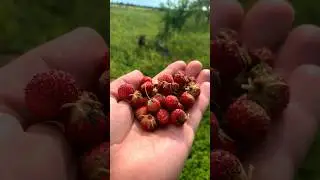 Лесная земляника.