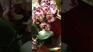 Кукольная орхидея Клубничный пирог 🥧  Phal. Strawberry Cake