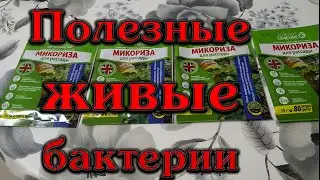 Новинка  Полезные живые бактерии