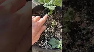 Red Potatoes in a Grow Bag Update in Late July #gardening #vegetablegardening