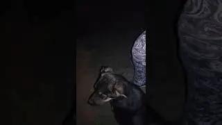 Кекс воет на серену