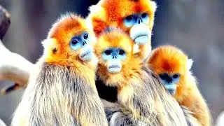 Top 10 Pics of Best Wildlife Photography