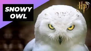 Snowy Owl 🦉 Hedwig In Real Life 
