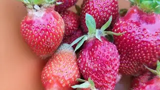 Вот это сорт клубники! Усыпана цветом! Крупные ягоды!