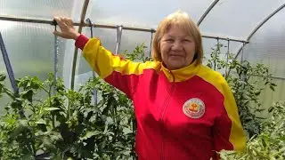 Что произошло с моим любимым томатом Золотая канарейка