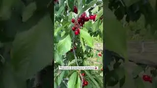 Питомник Маценко