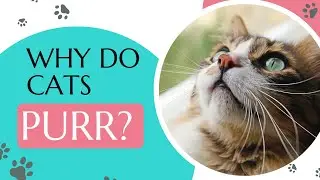 Why Do Cats Purr? Cat Behavior Explained.
