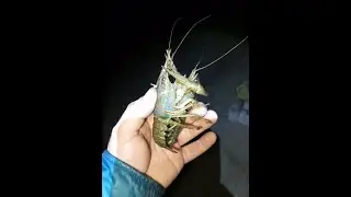 Ловля раков ночью осенью на Хопре.