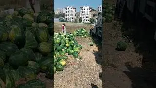 Разгрузка 🍉🚛
