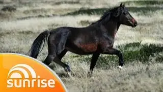 Brumby battle in Victoria's alpine region | Sunrise