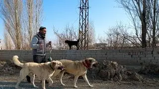 POZGEWR AND HIRÇO ARE COVERED IN BLOOD - THEY ARE BREAKING THE CHAIN