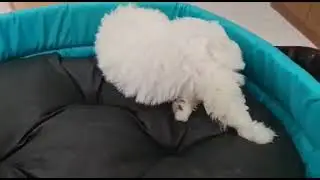 Cute Maltese Puppy| Small Maltese Puppy| Adorable white Puppies| Dogs for Sale| PetsOnline