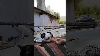 kedi besleme Şenyayla #muğla #satılık