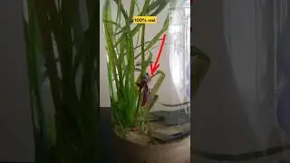 NO TENGAS PECERAS