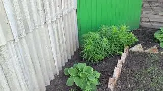 Сегодня манник для внуков/